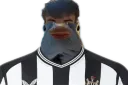 nufcpigeon