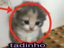 tadinho