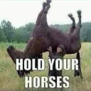 Hold Your Horses