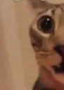 catstare