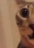 catstare catstare