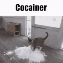 cat cocainer