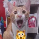 omgcat