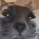 Cat Stare [.gg/dan123yal]