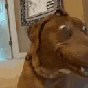 Goofy Dog [.gg/dan123yal]