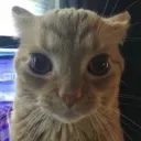 PRXcatwhaat | .gg/prixony