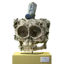 spongeskull