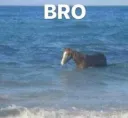 bro