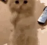 please kitty cat