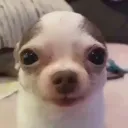 dog stare | .gg/geese