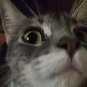 Tf You Say? [.gg/dan123yal]