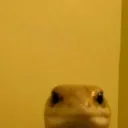 Sus