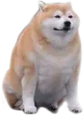 Judgemental Dog