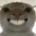 cat smile