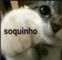 cat soquinho