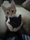 cat hug