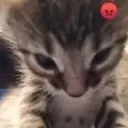 angy kitten