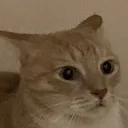 Hooter horrified 