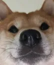 Shiba Stare
