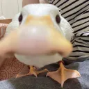 2781-duck-sniff