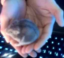 tah le hamster2.0