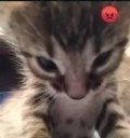 madcat