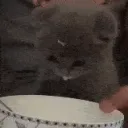 Cat milk .gg/vertasion