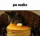 cat pa ncakes | .gg/geese