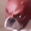 Angry Dog GIF