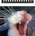 RAAAAAAAAAGH