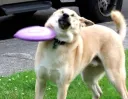 frisbee_dog