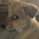 sideeye .gg/vitality