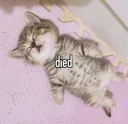 Car died