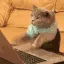 Cat typing gif