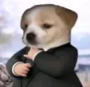 Suit Dog