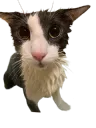 Soggy Cat