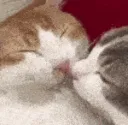 cat kiss
