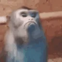 Monkey Mad