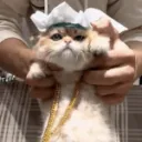 cat dance | .gg/midnights