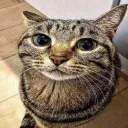 ca 36 (erm what the flip)