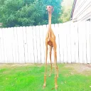 giraffedog