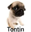 Tontin