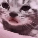 crying cat