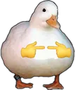 Shy Ass Duck