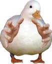 Your mine, Duckie