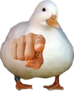 Its you, Duckie