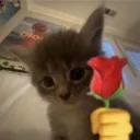 rose cat /gyals