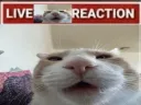 live reaction