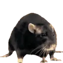 postthisrat