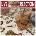Live arg snoozer Reaction